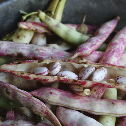 Pinto Bean Seeds - Vegetable Plant