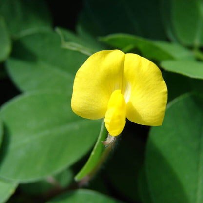 Pinto Peanut Seeds 