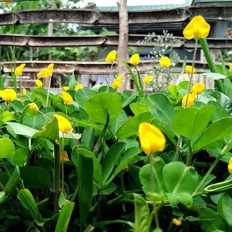 Pinto Peanut Seeds 