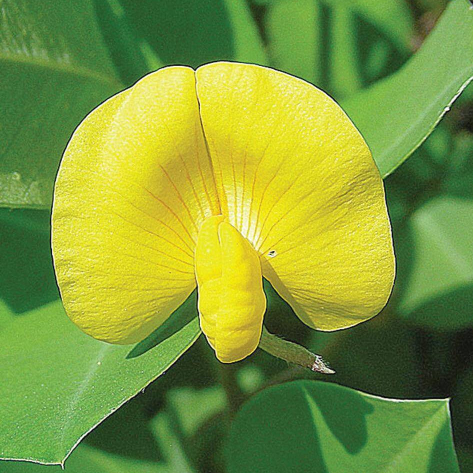 Pinto Peanut Seeds 