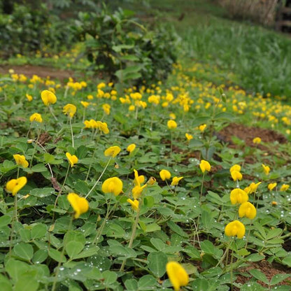 Pinto Peanut Seeds 
