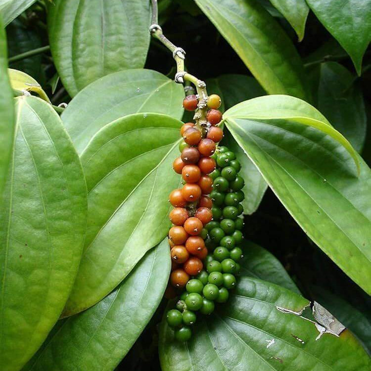 Piper Auritum Seeds