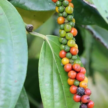Piper Auritum Seeds