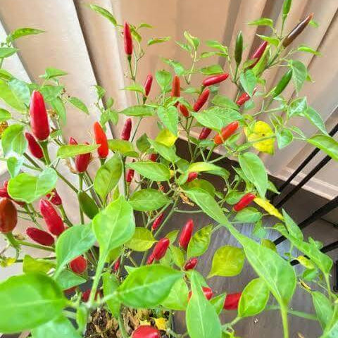 Piri Pepper Seeds