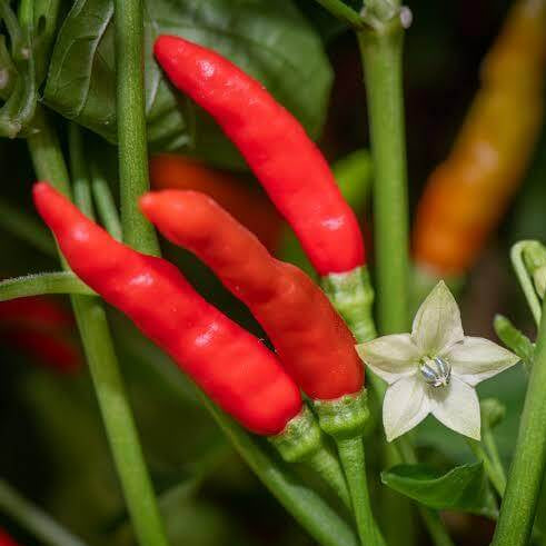 Piri Pepper Seeds