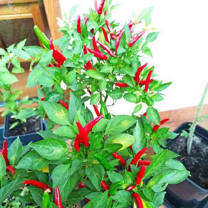 Piri Pepper Seeds