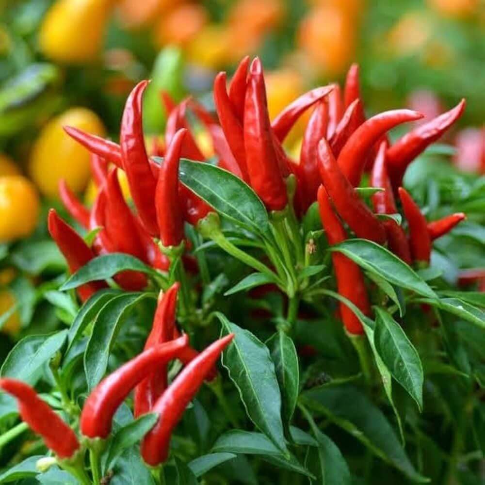 Piri Pepper Seeds
