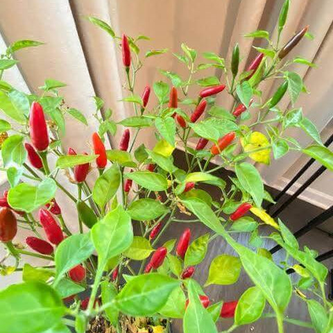 Piri Seeds