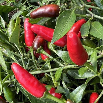 Piri Seeds