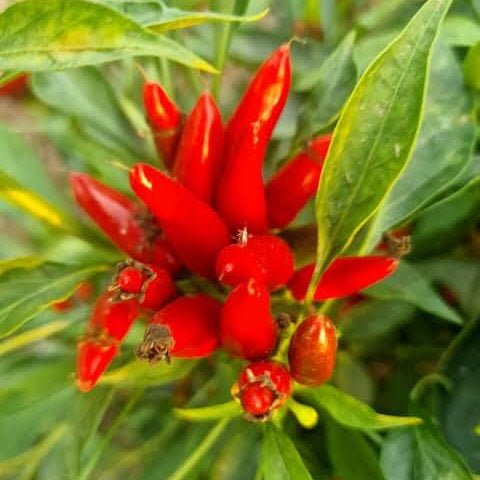 Piri Seeds