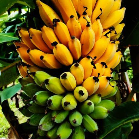 Pisang Awak Seeds Dwarf Banana Seeds