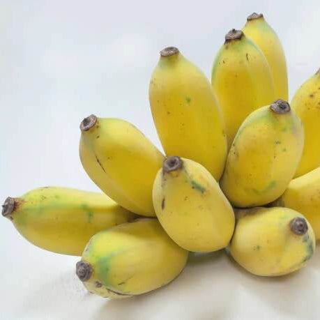 Pisang Awak Seeds Dwarf Banana Seeds