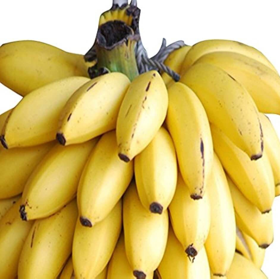 Pisang Awak Seeds Dwarf Banana Seeds