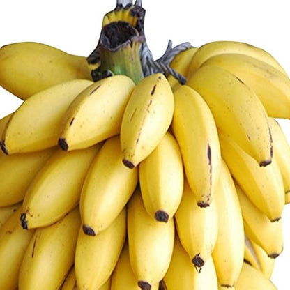 Pisang Awak Seeds Dwarf Banana Seeds