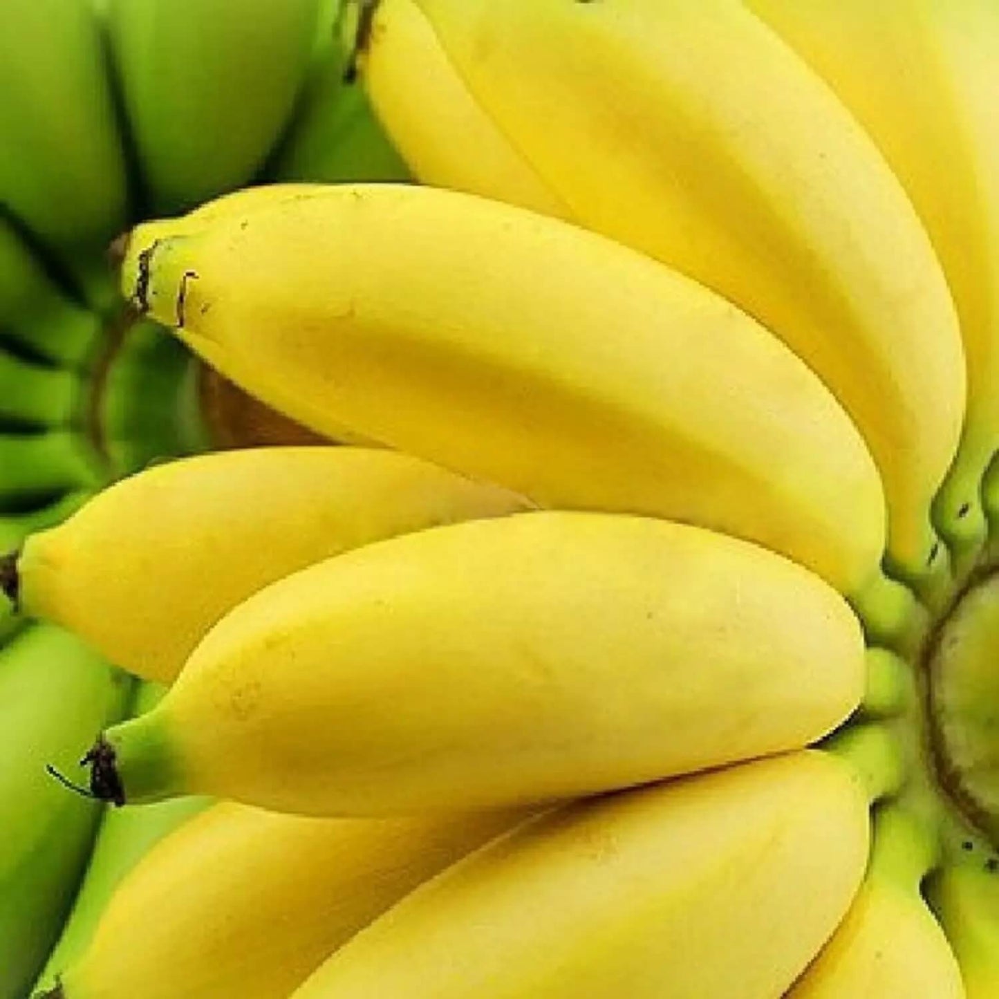 Pisang Awak Seeds Dwarf Banana Seeds