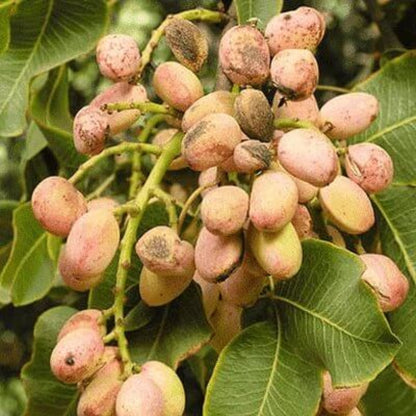 Pista Seeds