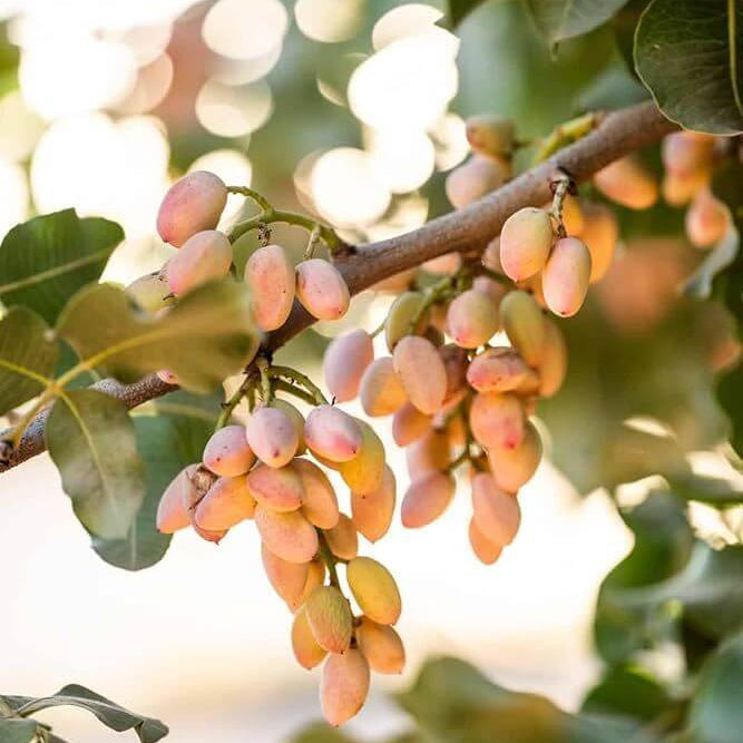 Pista Seeds