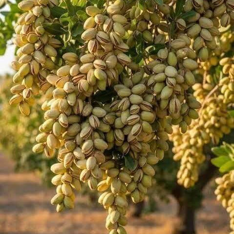 Pista Seeds