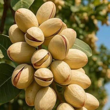 Pista Seeds