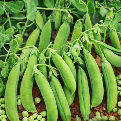 Pisum Sativum Seeds