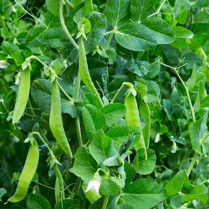 Pisum Sativum Seeds