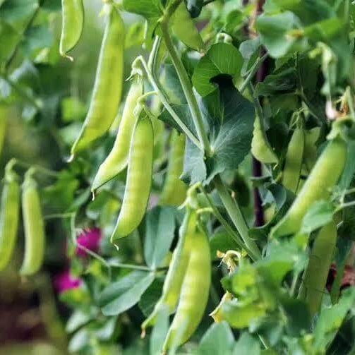 Pisum Sativum Seeds
