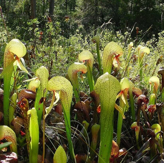 Pitcher Plant Cobra Lily Seeds