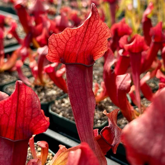 Pitcher Plant Maroon Seeds 