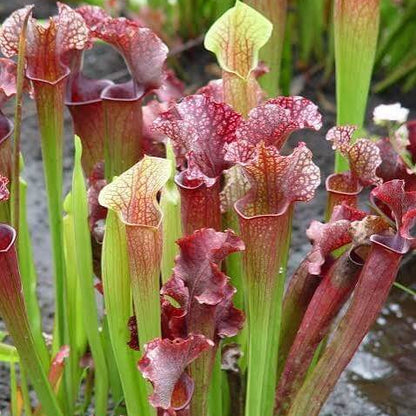 Pitcher Plant Mix Seeds