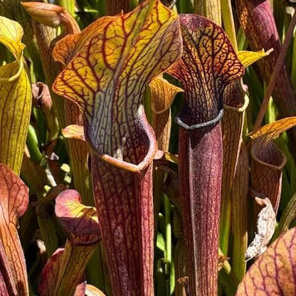 Pitcher Plant Mix Seeds