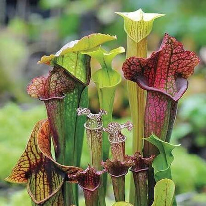 Pitcher Plant Mix Seeds