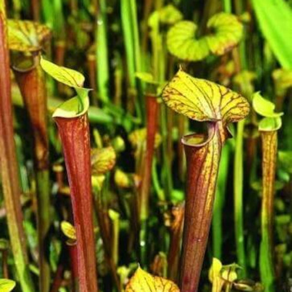 Pitcher Plant Mix Seeds