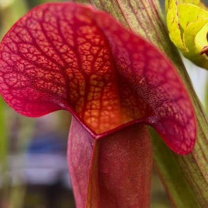 Pitcher Plant Red Form Seeds