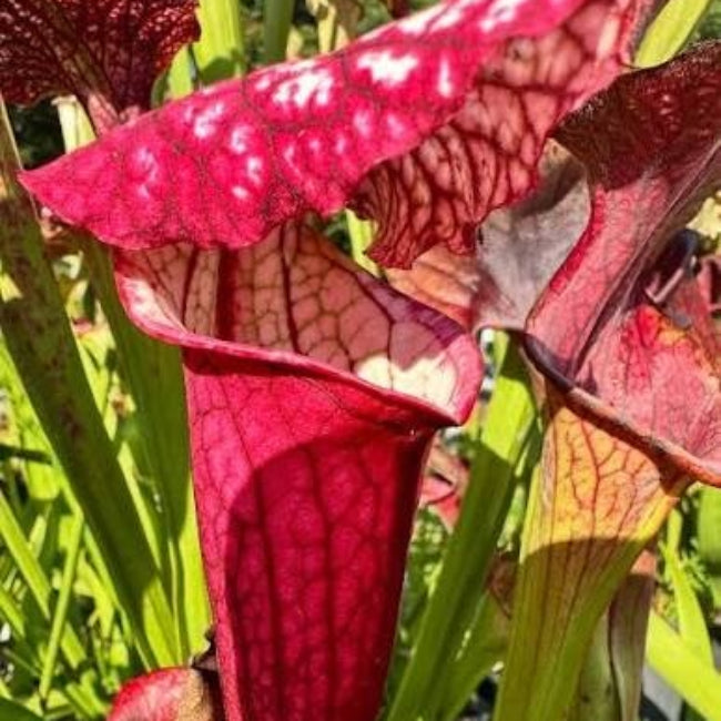 Pitcher Plant Red Sweet Seeds