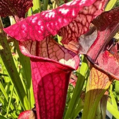 Pitcher Plant Red Sweet Seeds