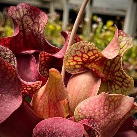 Pitcher Plant Red Sweet Seeds