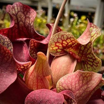 Pitcher Plant Red Sweet Seeds