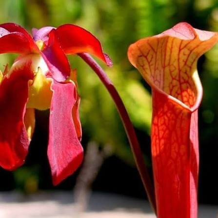 Pitcher Plant Red Sweet Seeds