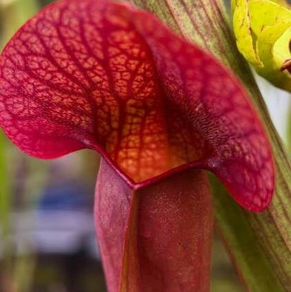Pitcher Plant Red Sweet Seeds