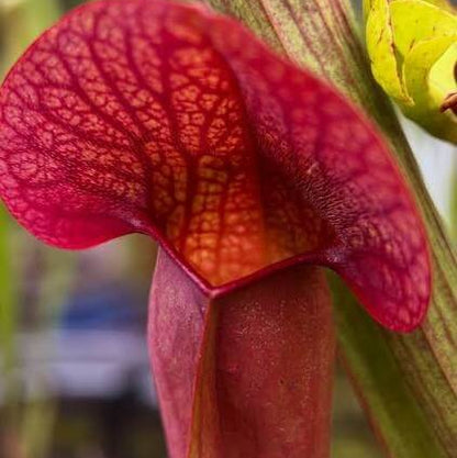Pitcher Plant Red Sweet Seeds