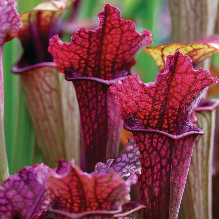 Pitcher Plant Seeds - Flower Plant