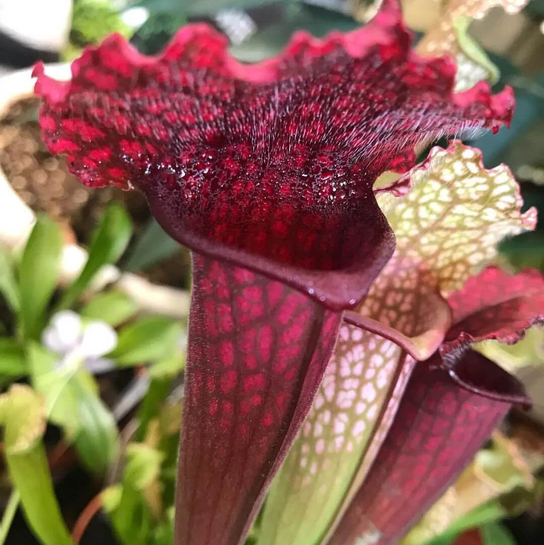 Pitcher Plant Seeds - Flower Plant