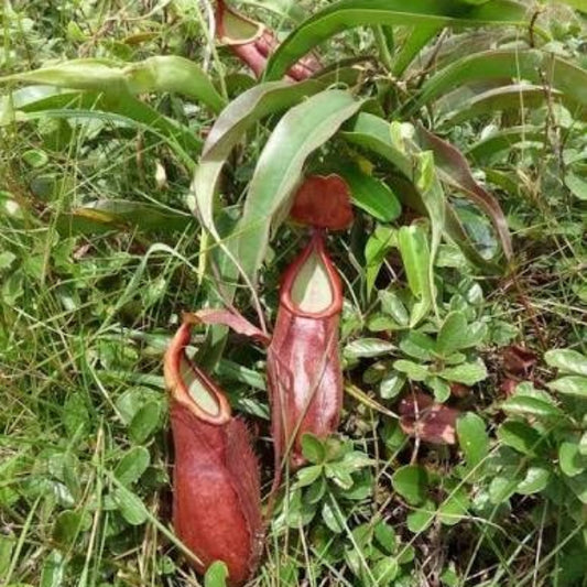 Pitcher Plant Smiles Seeds