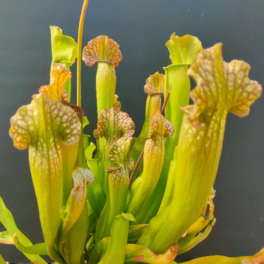 Pitcher Plant Velvet OP Seeds