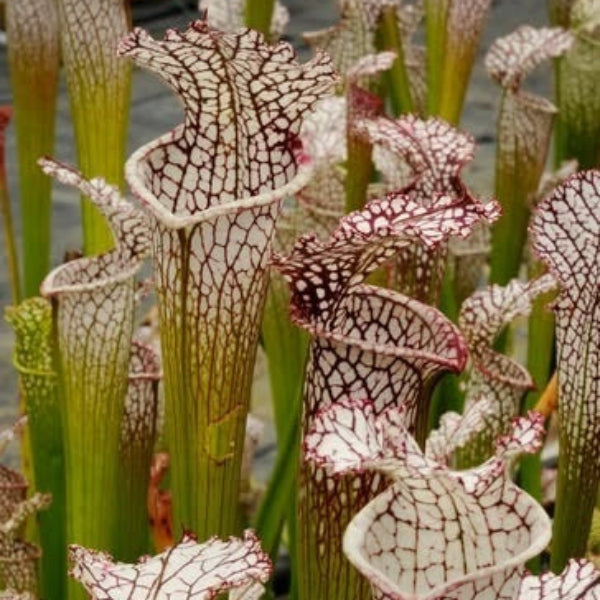Pitcher Plant White Form Seeds 