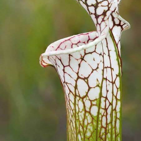 Pitcher Plant White Form Seeds 