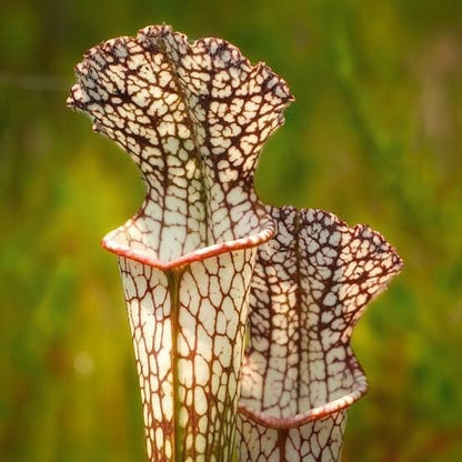 Pitcher Plant White Form Seeds 