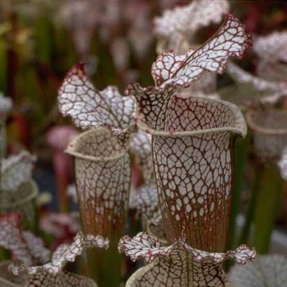 Pitcher Plant White Form Seeds 