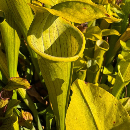 Pitcher Plant Yellow OP Seeds