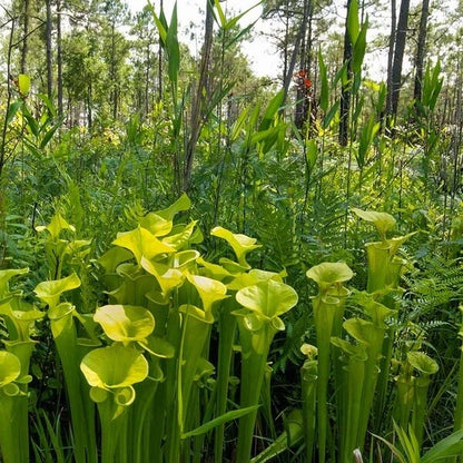 Pitcher Plant Yellow Seeds 